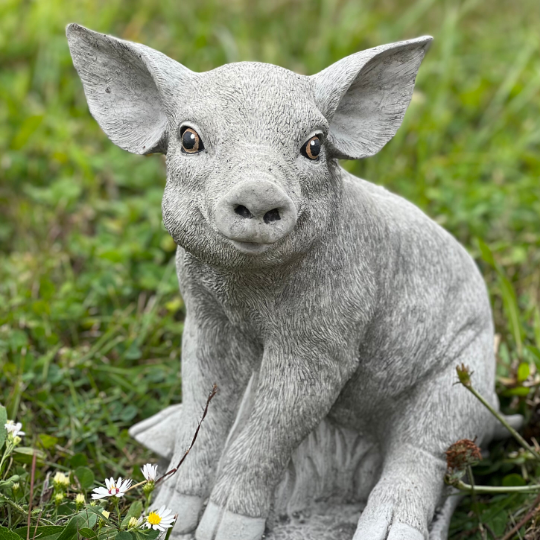 Pig concrete sitting statue